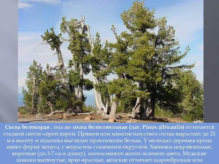 Сосна белокорая , она же сосна белоствольная (лат. Pinus albicaulis)