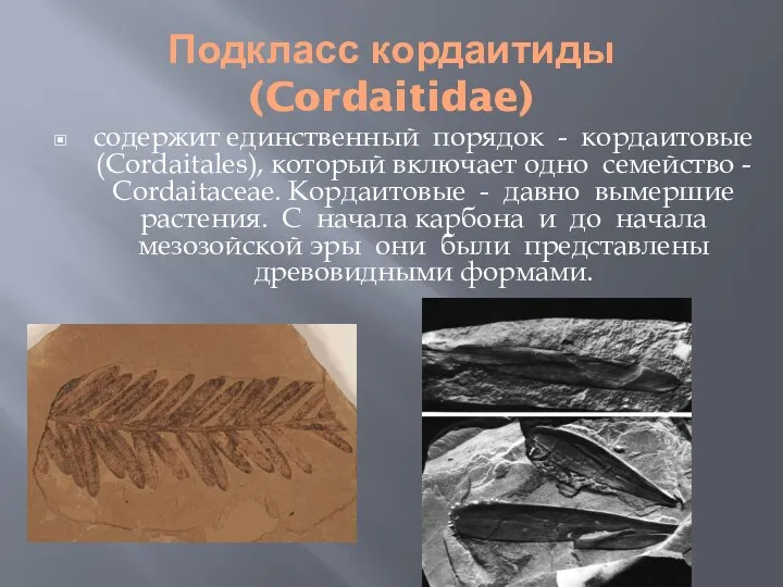 Подкласс кордаитиды (Cordaitidae) содержит единственный порядок - кордаитовые (Cordaitales), который