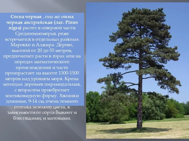 Сосна черная , она же сосна черная австрийская (лат. Pinus