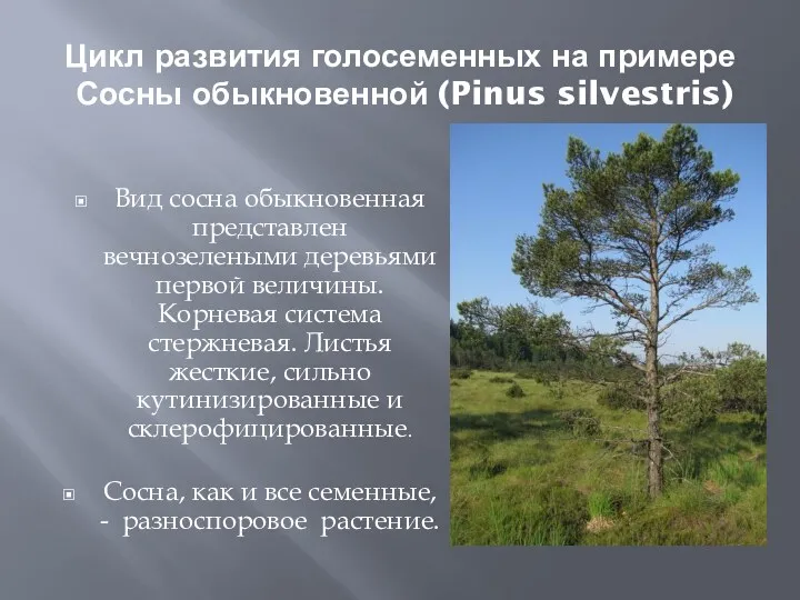 Цикл развития голосеменных на примере Сосны обыкновенной (Pinus silvestris) Вид