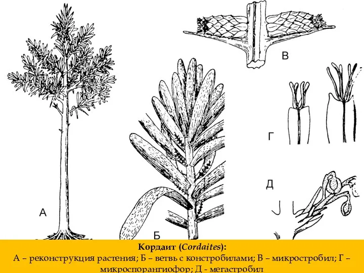 Кордаит (Cordaites): А – реконструкция растения; Б – ветвь с