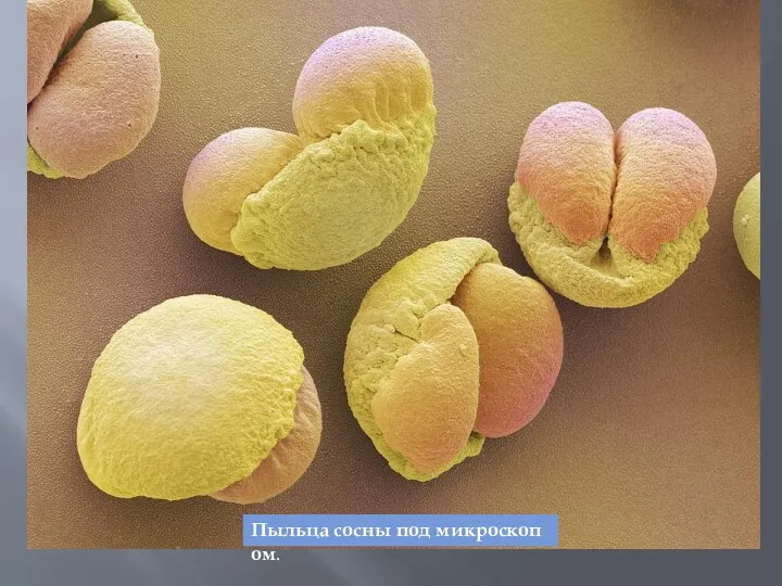 Пыльца сосны под микроскопом.