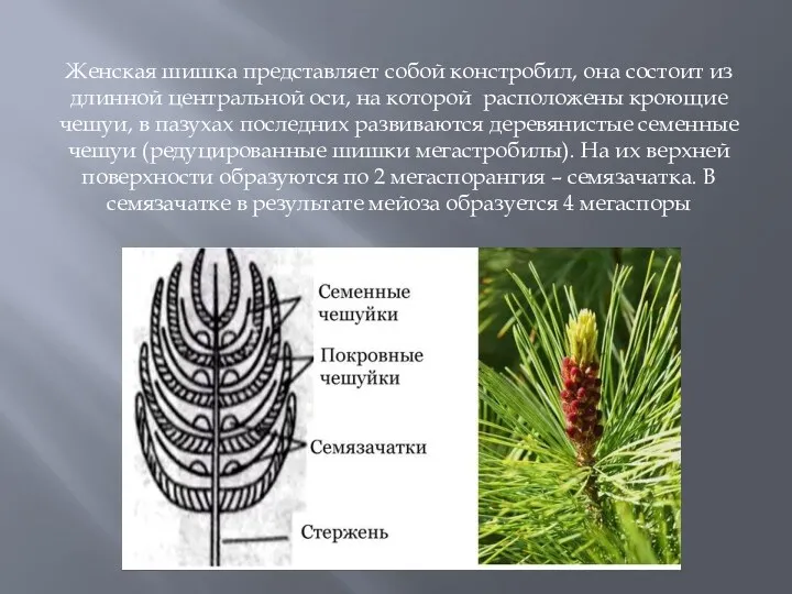 Женская шишка представляет собой констробил, она состоит из длинной центральной