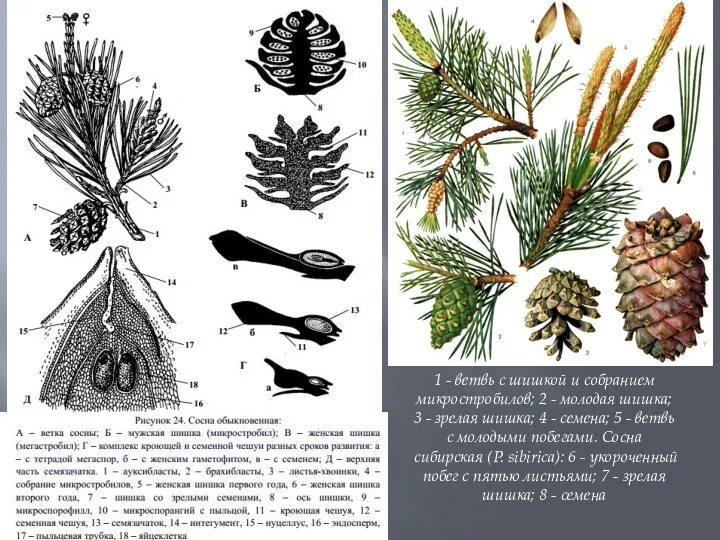 1 - ветвь с шишкой и собранием микростробилов; 2 -