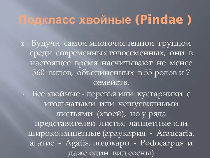 Подкласс хвойные (Pindae ) Будучи самой многочисленной группой среди современных