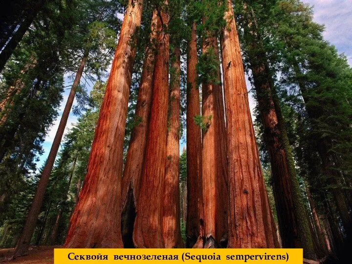 Секвойя вечнозеленая (Sequoia sempervirens)