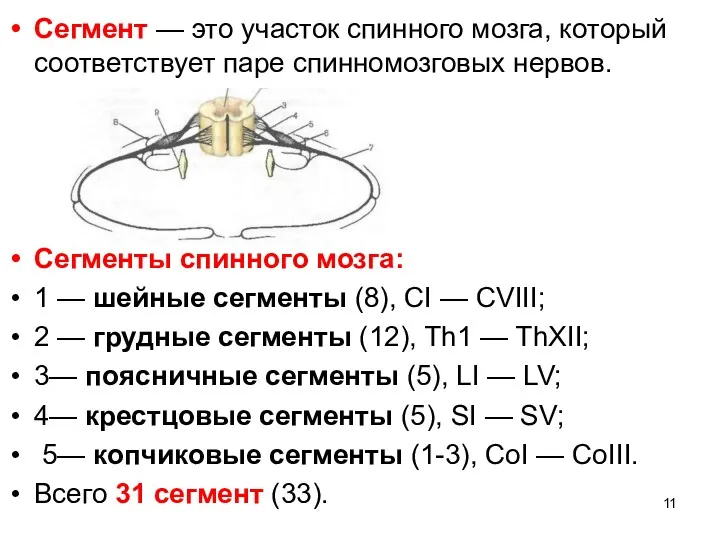 Сегмент — это участок спинного мозга, который соответствует паре спинномозговых