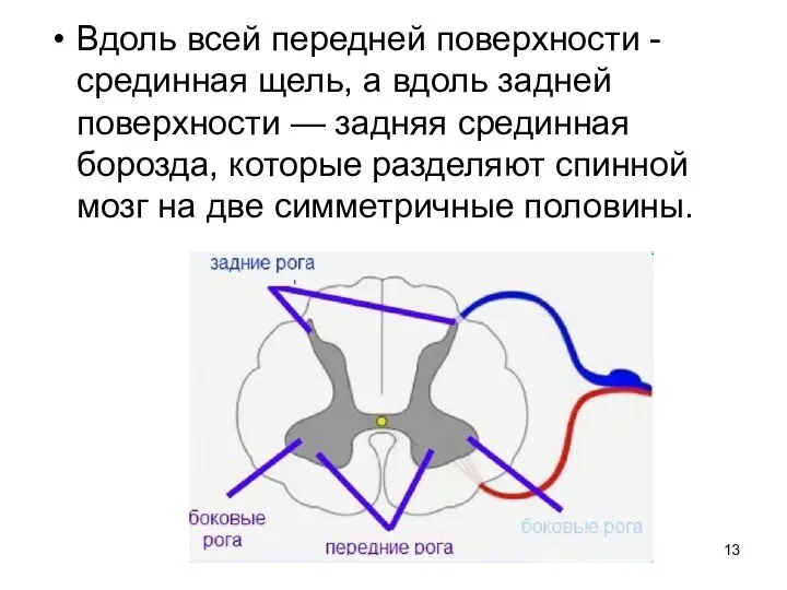 Вдоль всей передней поверхности - срединная щель, а вдоль задней