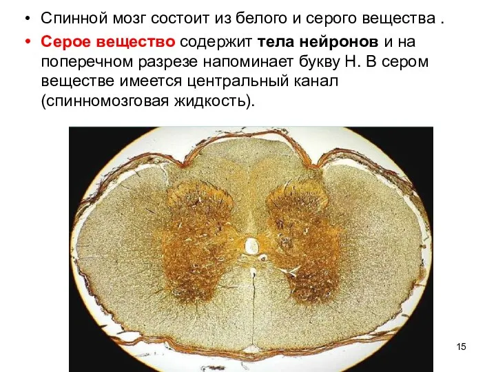 Спинной мозг состоит из белого и серого вещества . Серое