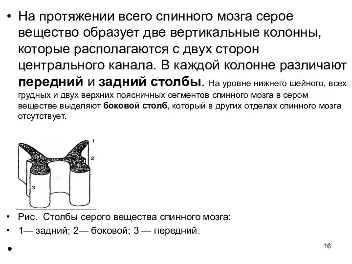 На протяжении всего спинного мозга серое вещество образует две вертикальные