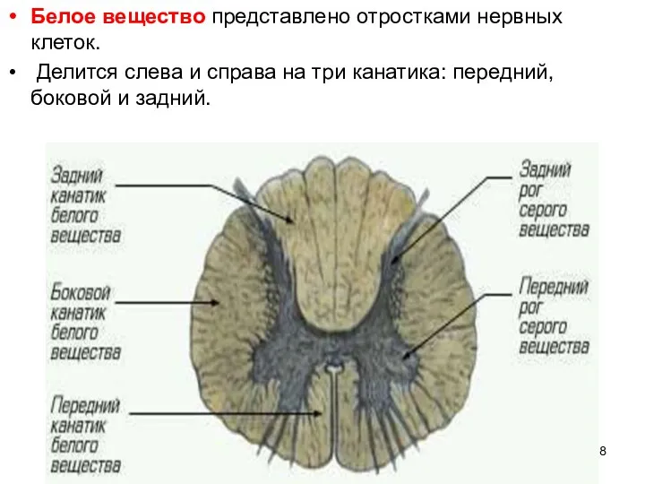 Белое вещество представлено отростками нервных клеток. Делится слева и справа