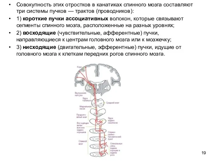 Совокупность этих отростков в канатиках спинного мозга составляют три системы