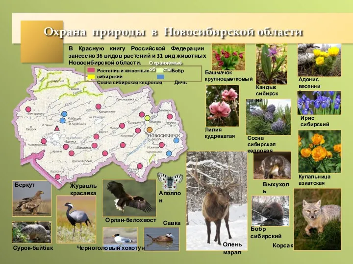 Охрана природы в Новосибирской области В Красную книгу Российской Федерации