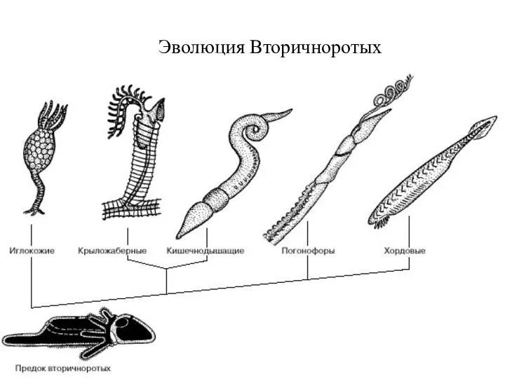 Эволюция Вторичноротых