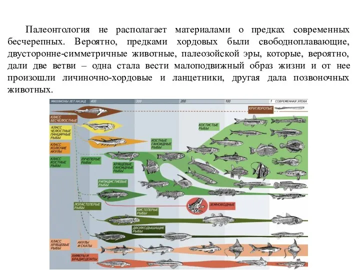 Палеонтология не располагает материалами о предках современных бесчерепных. Вероятно, предками