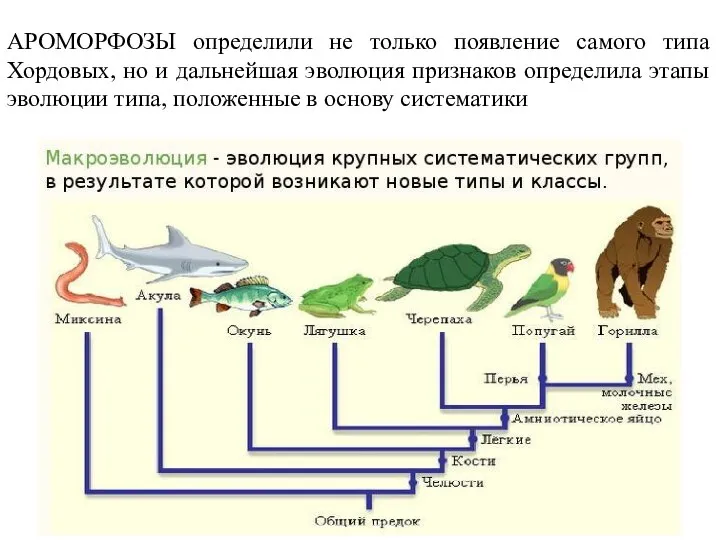 АРОМОРФОЗЫ определили не только появление самого типа Хордовых, но и