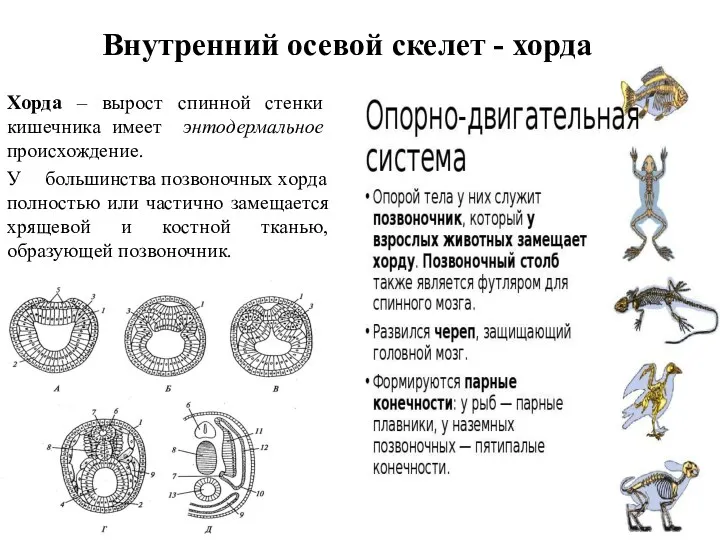 Внутренний осевой скелет - хорда Хорда – вырост спинной стенки