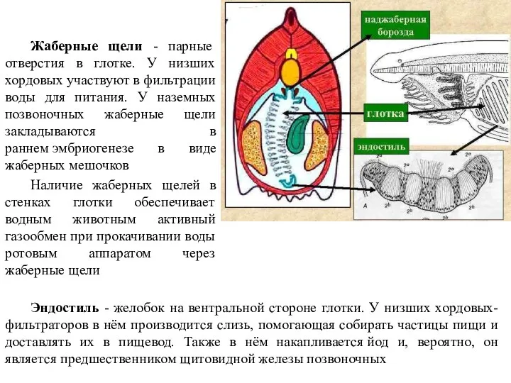 Жаберные щели - парные отверстия в глотке. У низших хордовых