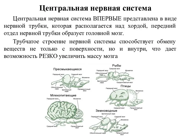 Центральная нервная система Центральная нервная система ВПЕРВЫЕ представлена в виде