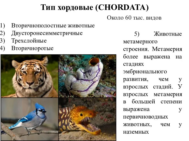 Тип хордовые (CHORDATA) Около 60 тыс. видов Вторичнополостные животные Двусторонесимметричные