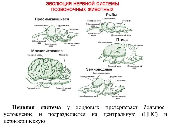 Нервная система у хордовых претерпевает большое усложнение и подразделяется на центральную (ЦНС) и периферическую.