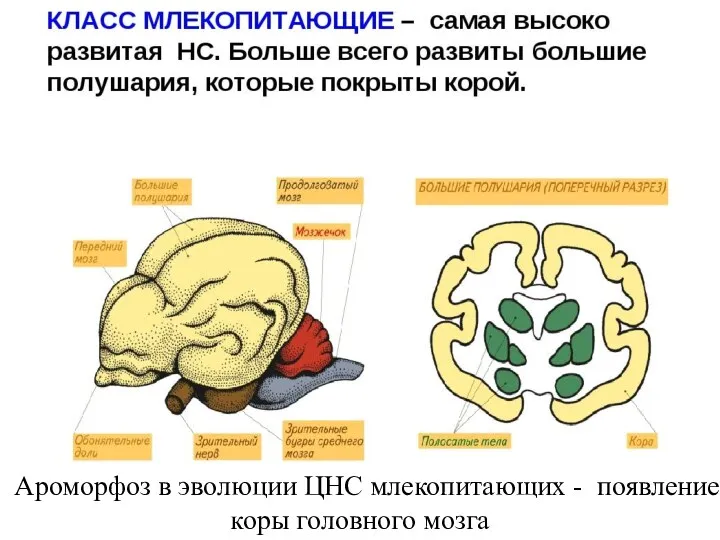 Ароморфоз в эволюции ЦНС млекопитающих - появление коры головного мозга