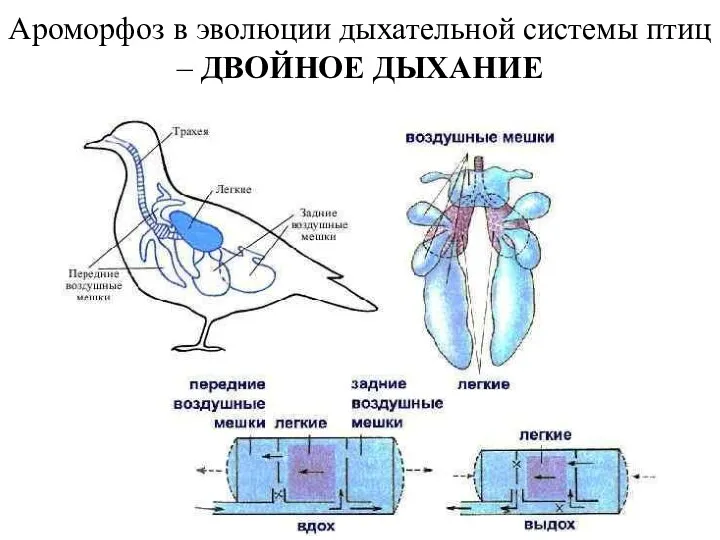 Ароморфоз в эволюции дыхательной системы птиц – ДВОЙНОЕ ДЫХАНИЕ