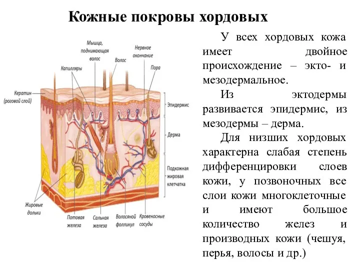 Кожные покровы хордовых У всех хордовых кожа имеет двойное происхождение