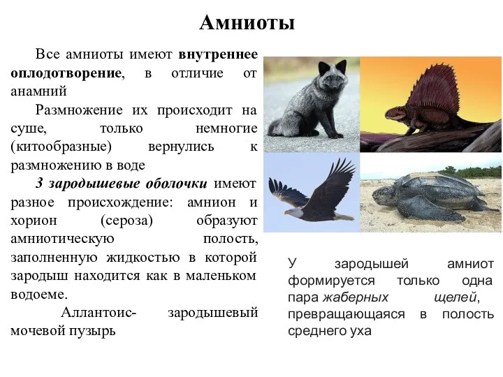 Амниоты Все амниоты имеют внутреннее оплодотворение, в отличие от анамний