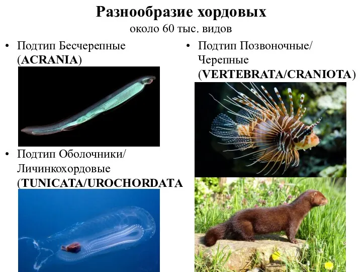 Разнообразие хордовых около 60 тыс. видов Подтип Позвоночные/ Черепные (VERTEBRATA/CRANIOTA)