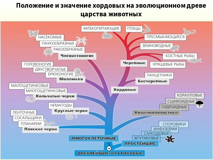 ТИП ХОРДОВЫЕ (CHORDATA) Положение и значение хордовых на эволюционном древе царства животных