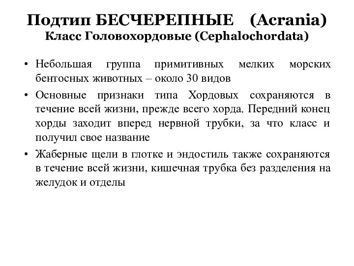 Подтип БЕСЧЕРЕПНЫЕ (Acrania) Класс Головохордовые (Cephalochordata) Небольшая группа примитивных мелких