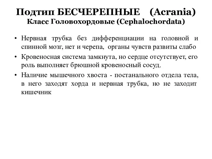 Подтип БЕСЧЕРЕПНЫЕ (Acrania) Класс Головохордовые (Cephalochordata) Нервная трубка без дифференциации