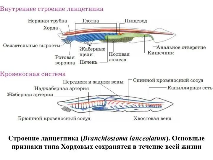 Строение ланцетника (Branchiostoma lanceolatum). Основные признаки типа Хордовых сохранятся в течение всей жизни