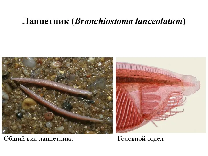 Ланцетник (Branchiostoma lanceolatum) Общий вид ланцетника Головной отдел