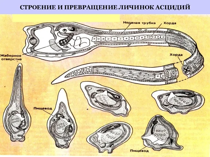 СТРОЕНИЕ И ПРЕВРАЩЕНИЕ ЛИЧИНОК АСЦИДИЙ