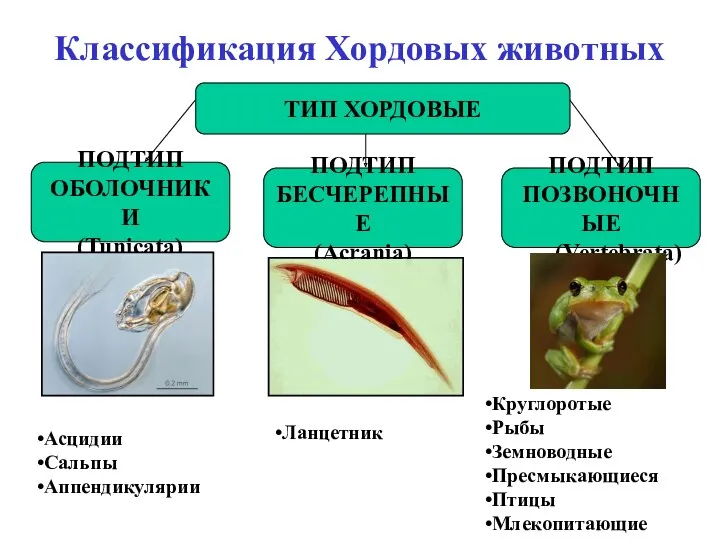 Классификация Хордовых животных ТИП ХОРДОВЫЕ ПОДТИП ОБОЛОЧНИКИ (Tunicata) ПОДТИП БЕСЧЕРЕПНЫЕ