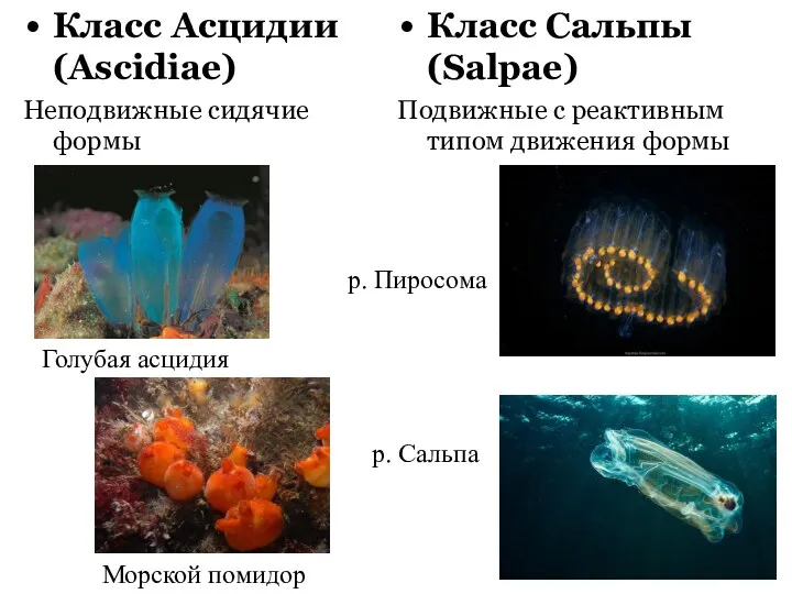 Класс Асцидии (Ascidiae) Неподвижные сидячие формы Класс Сальпы (Salpae) Подвижные