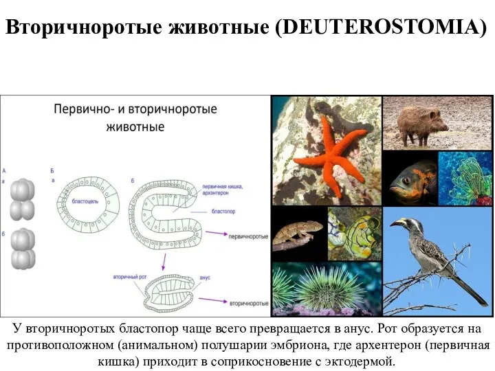 Вторичноротые животные (DEUTEROSTOMIA) У вторичноротых бластопор чаще всего превращается в