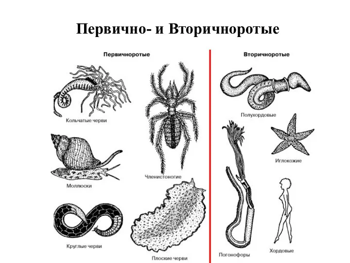 Первично- и Вторичноротые