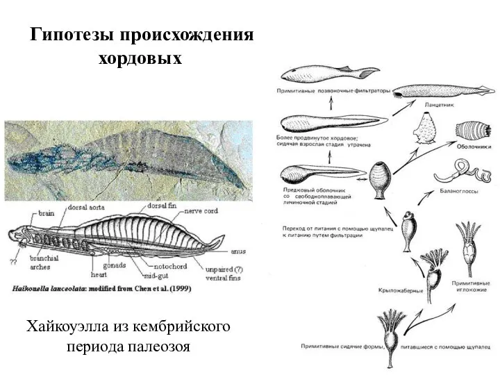 Гипотезы происхождения хордовых Хайкоуэлла из кембрийского периода палеозоя