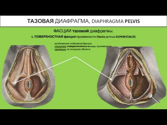 ФАСЦИИ тазовой диафрагмы. 1. ПОВЕРХНОСТНАЯ фасция промежности (fascia perinea SUPERFICIALIS) продолжение подкожной фасции