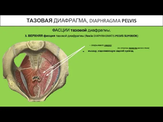 ФАСЦИИ тазовой диафрагмы. 3. ВЕРХНЯЯ фасция тазовой диафрагмы (fascia DIAPHRAGMATIS
