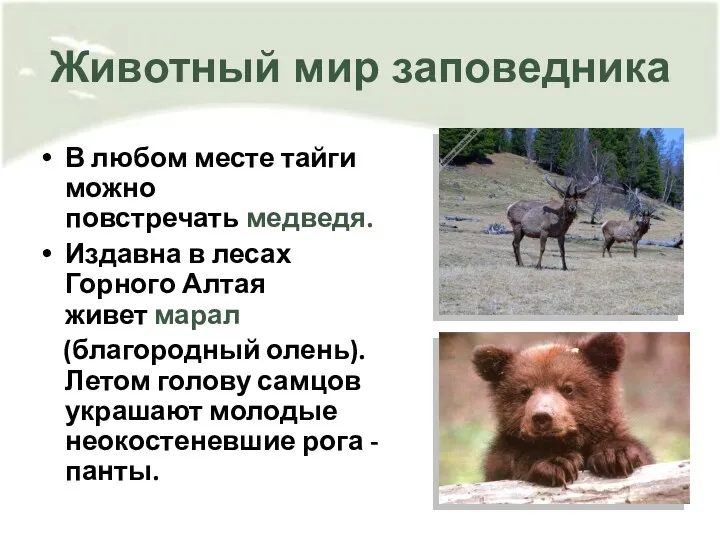 Животный мир заповедника В любом месте тайги можно повстречать медведя.