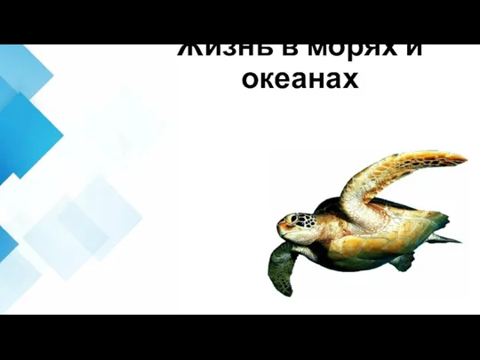 Жизнь в морях и океанах