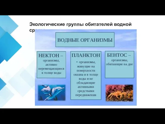 Экологические группы обитателей водной среды