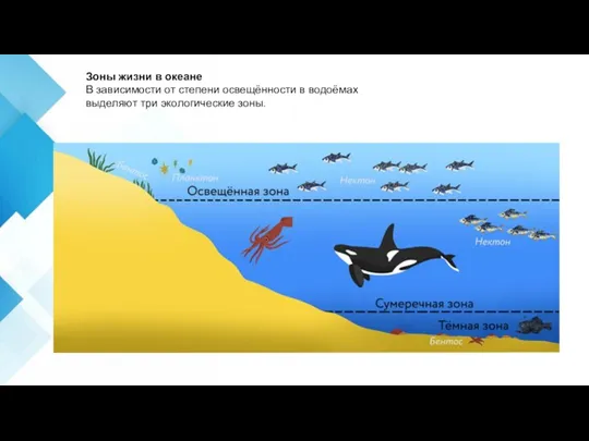 Зоны жизни в океане В зависимости от степени освещённости в водоёмах выделяют три экологические зоны.