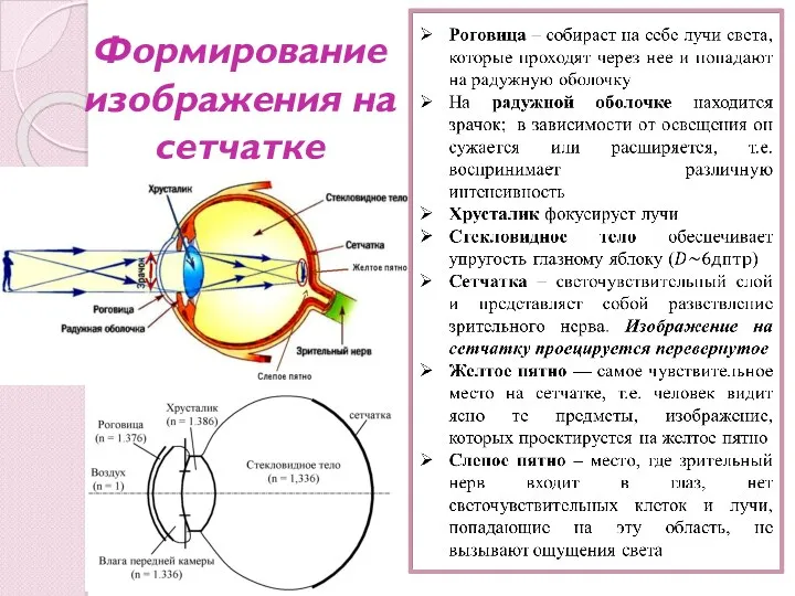 Формирование изображения на сетчатке