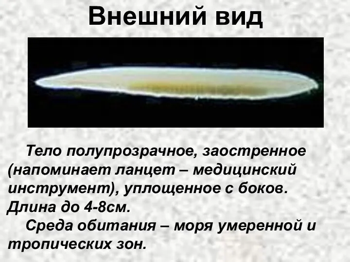 Внешний вид Тело полупрозрачное, заостренное (напоминает ланцет – медицинский инструмент),