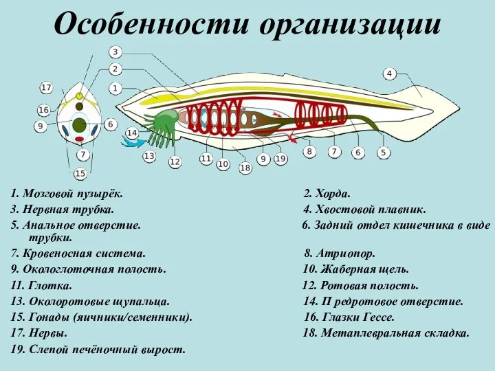 Особенности организации 1. Мозговой пузырёк. 2. Хорда. 3. Нервная трубка.